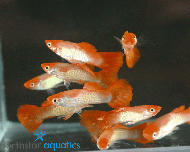 グッピー❗️ Guppy